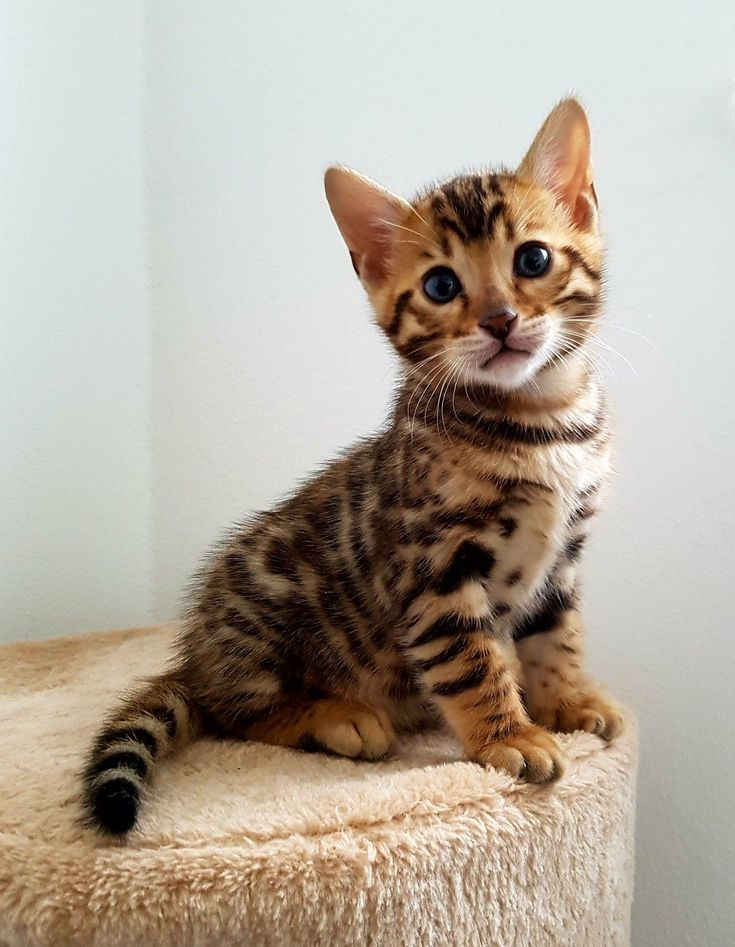 Bengal kitten